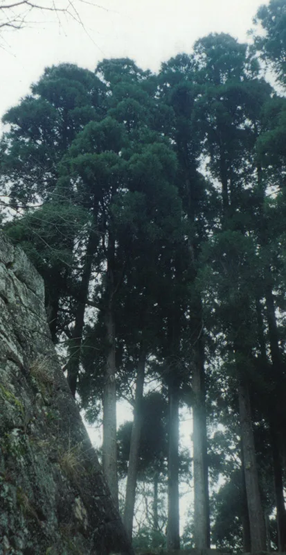 miyoshi_forest-800h